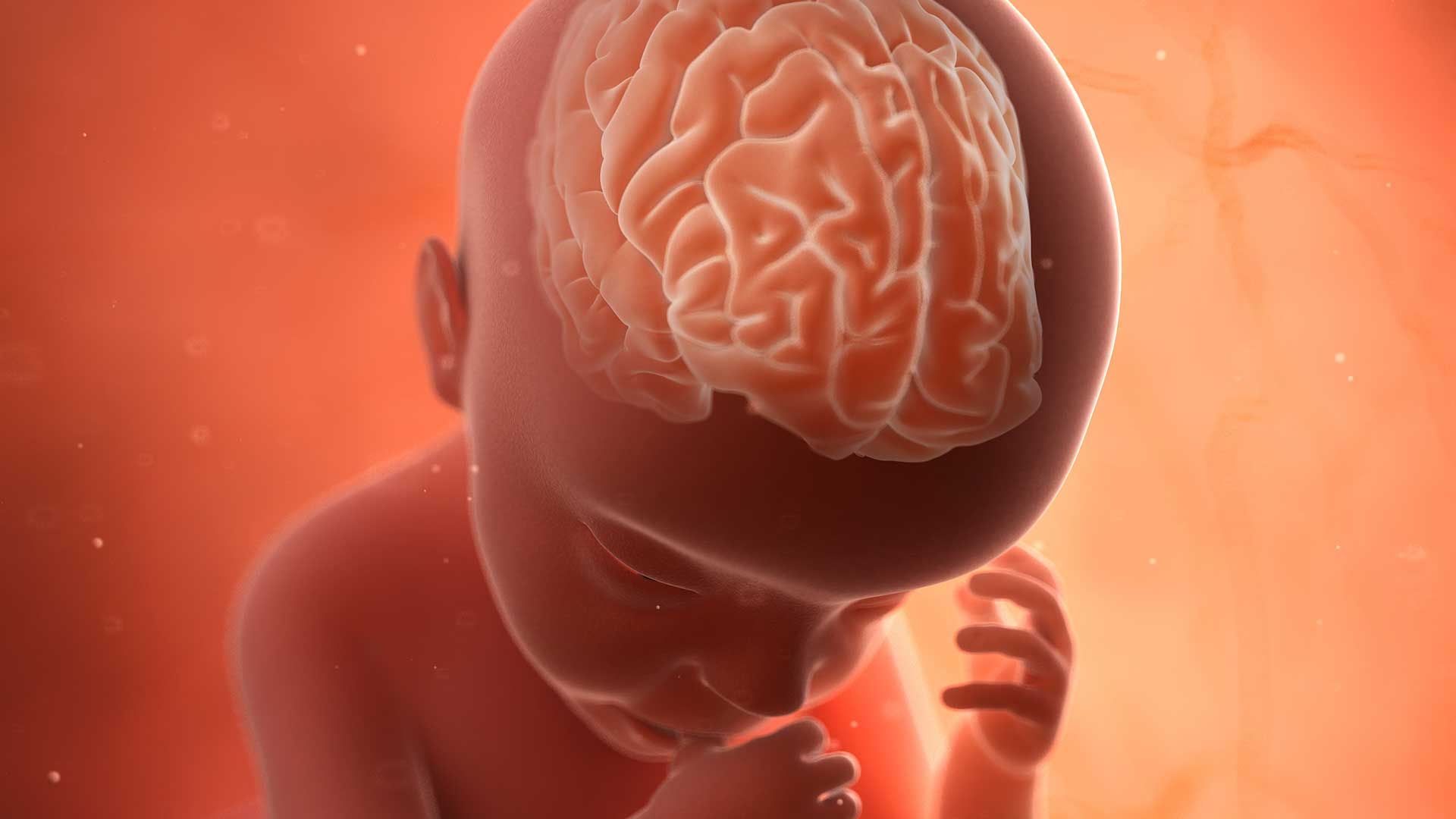 Neurosonografía Fetal